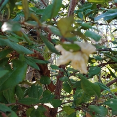 Exobasidium ferrugineae