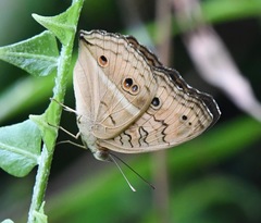Junonia almana javana