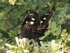 Polygonus leo arizonensis