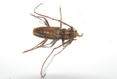 Elaphidion linsleyi