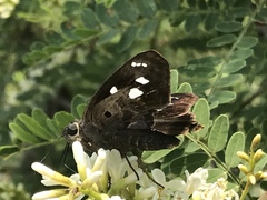 Polygonus leo arizonensis