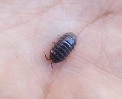 Armadillidium vulgare
