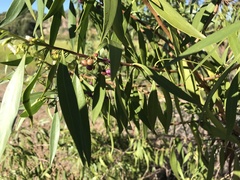 Myoporum acuminatum