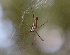 Trichonephila clavipes