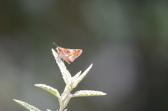 Lon melane vitellina