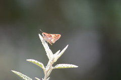 Lon melane vitellina