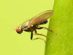 Trixoscelis