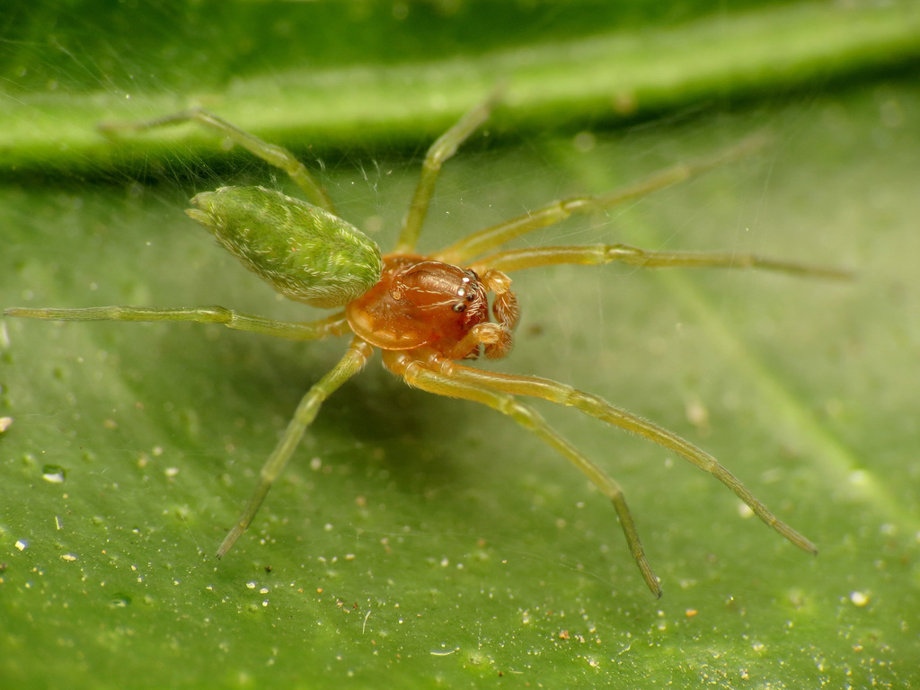 Green Meshweaver