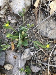 Ranunculus inamoenus