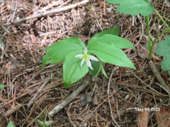 Disporum smilacinum