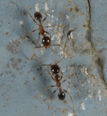 Pheidole