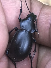 Calosoma laeve