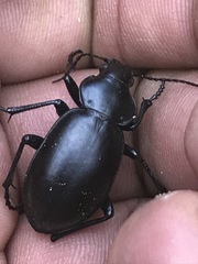 Calosoma laeve