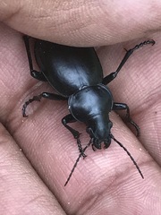 Calosoma laeve