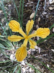 Iris innominata