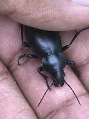 Calosoma laeve