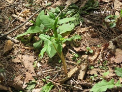 Arisaema amurense