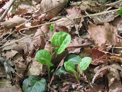 Pyrola japonica