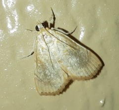 Glaphyria sesquistrialis
