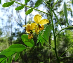 Senna acclinis