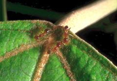 Pheidole