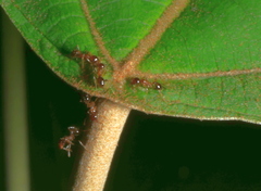Pheidole