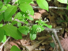 Symplocos paniculata