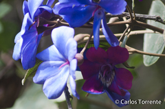 Meriania yalconensis