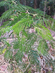 Vachellia sphaerocephala