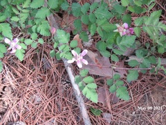 Rubus pungens oldhamii