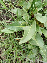 Rumex patientia