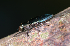 Chrysobothris analis