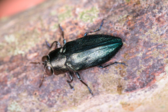 Chrysobothris analis