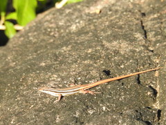 Ophisops leschenaultii