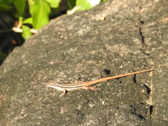 Ophisops leschenaultii