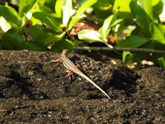 Ophisops leschenaultii