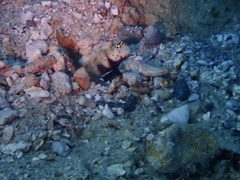 Amblyeleotris guttata