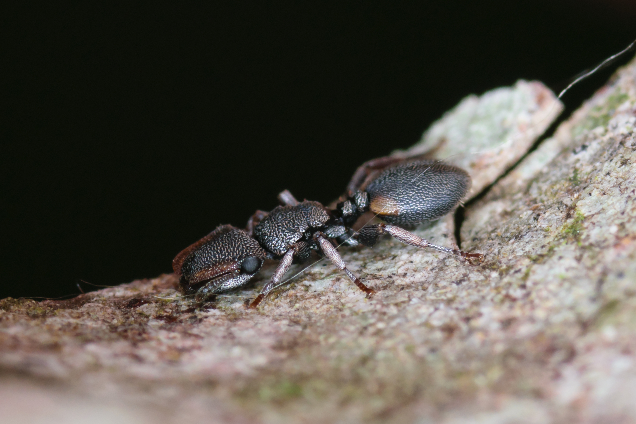 Cephalotes texanus