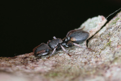 Cephalotes texanus