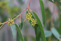 Eucalyptus macrorhyncha macrorhyncha