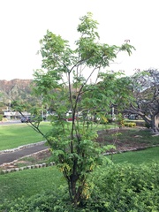 Mezoneuron kavaiense