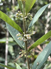 Callicarpa brevipes