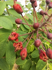 Mezoneuron kavaiense