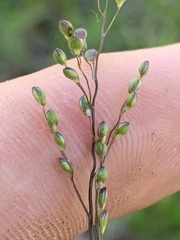 Dichanthelium neuranthum