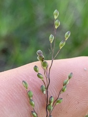 Dichanthelium neuranthum