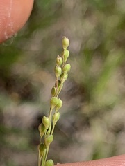 Dichanthelium neuranthum