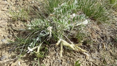 Astragalus