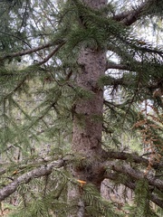 Picea glauca × engelmannii