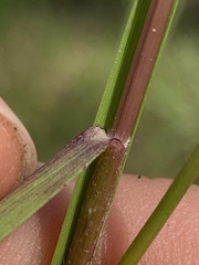 Dichanthelium neuranthum