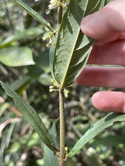 Callicarpa brevipes